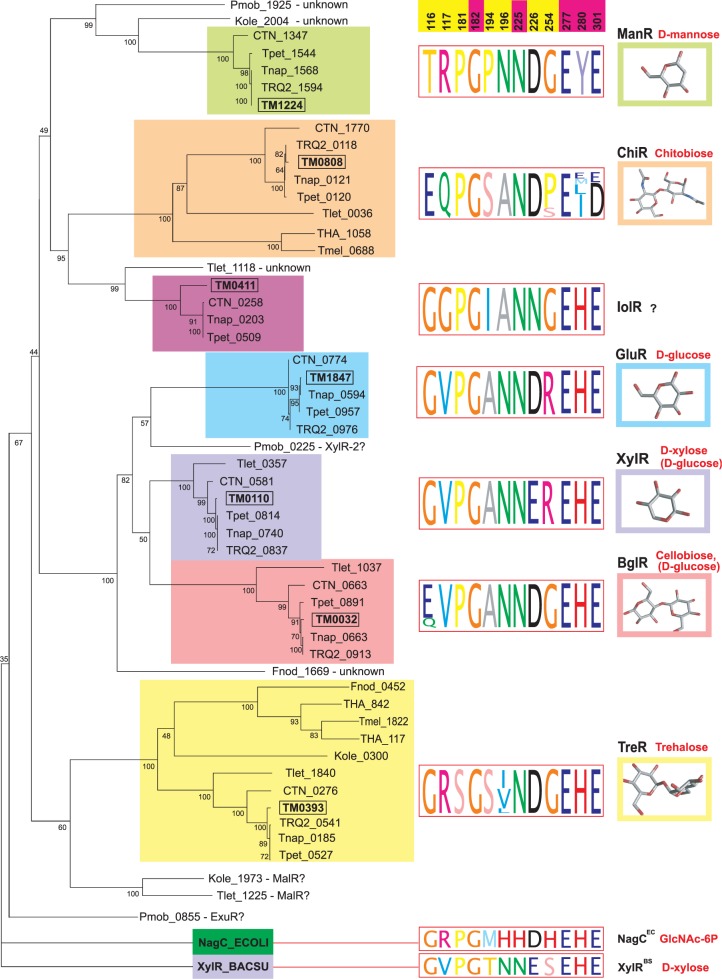 Integrative genomic reconstruction of carbohydrate utilization in bifidobacteria