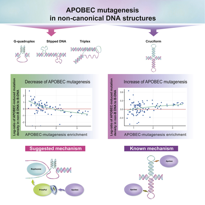 APOBEC mutagenesis in non-canonical DNA structures