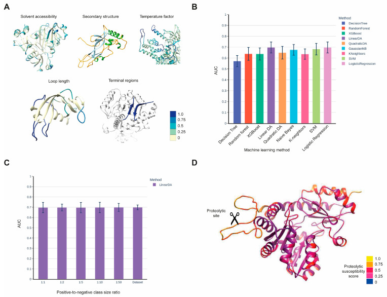 Structural susceptibility of proteins to proteolytic processing